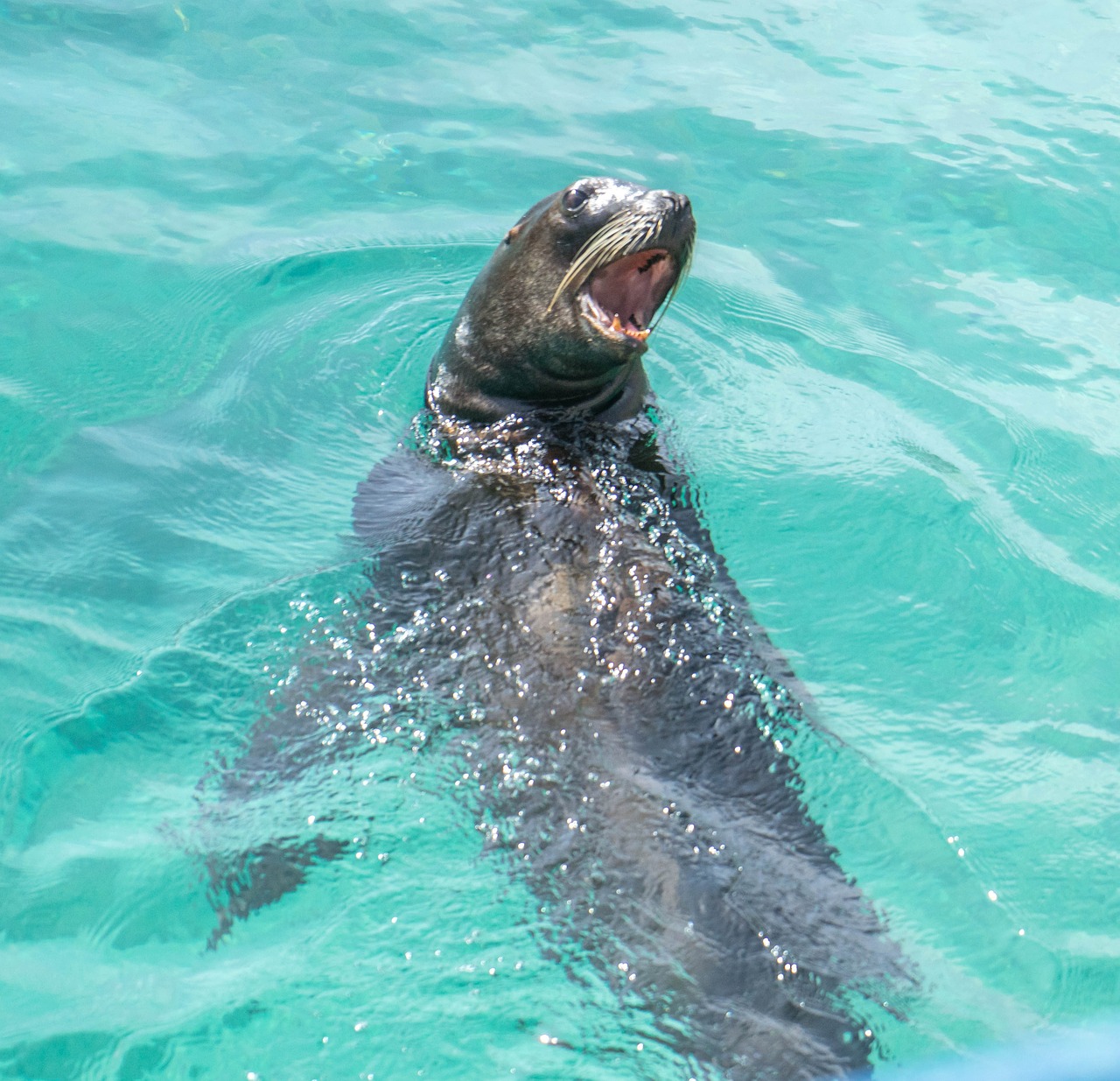 sea lion face marine free photo