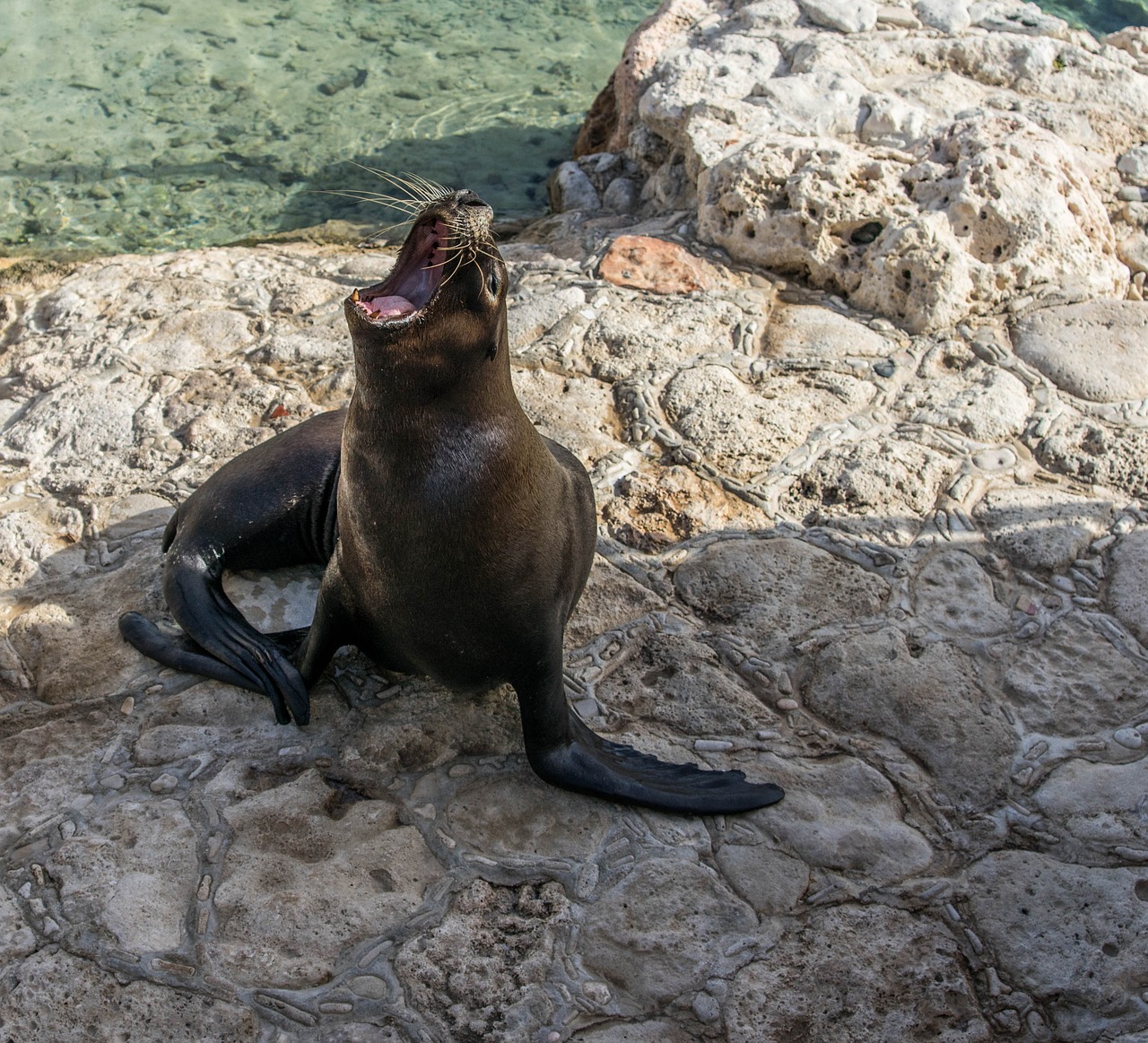 sea lion mammal nature free photo