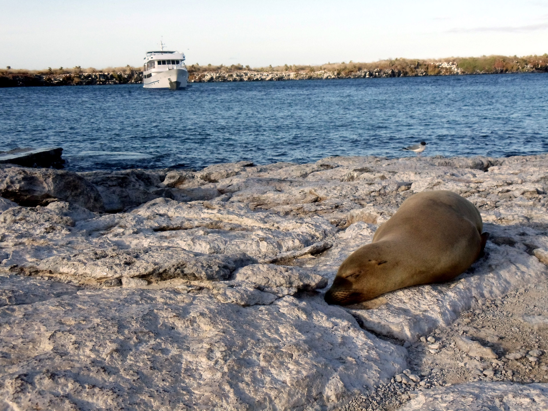 sea lion cruise free photo
