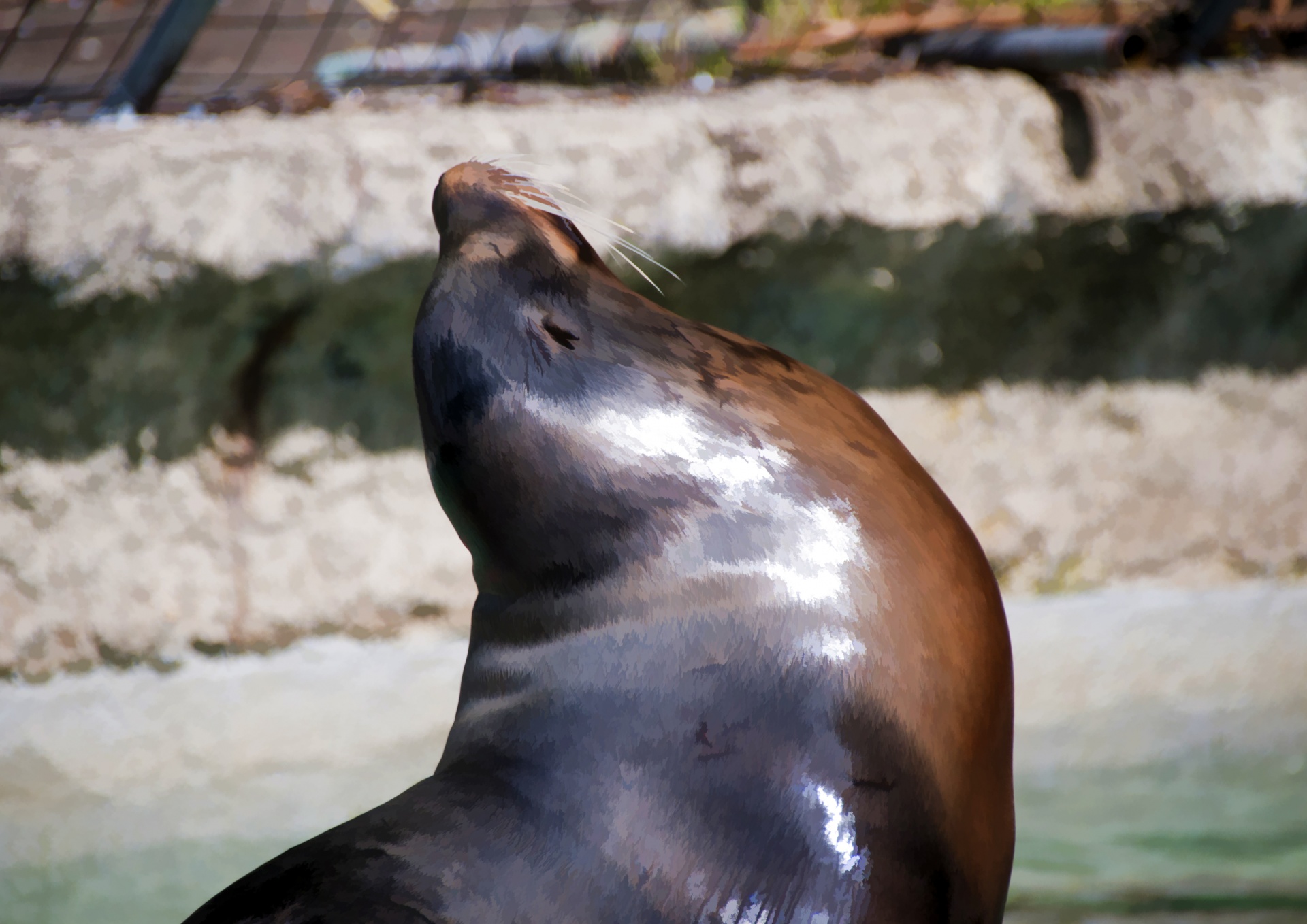 seal seals sea lion free photo
