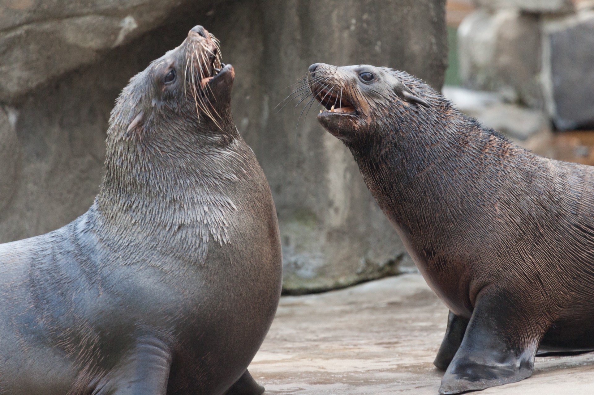 Download free photo of Angry,animal,animals,fight,sea lion - from  