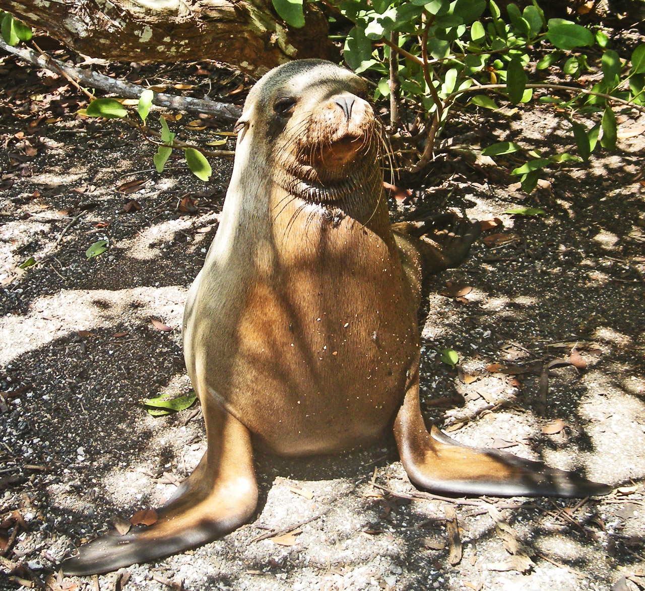sea lion galapagos free photo