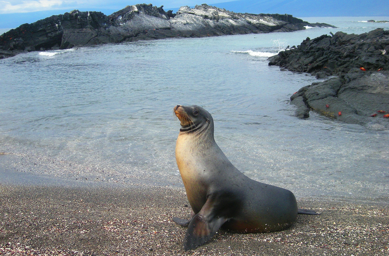 sea lion seal free photo