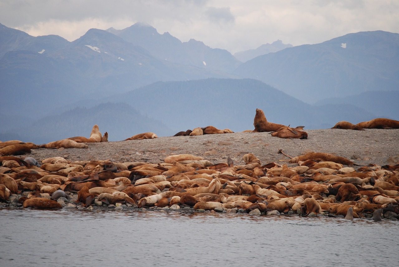 sea lions juno alaska alaska free photo