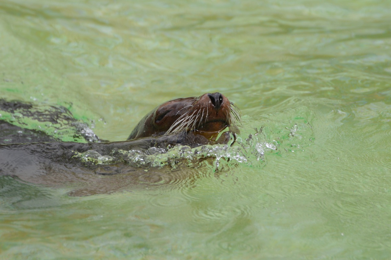 sea ​​lions swim animals free photo