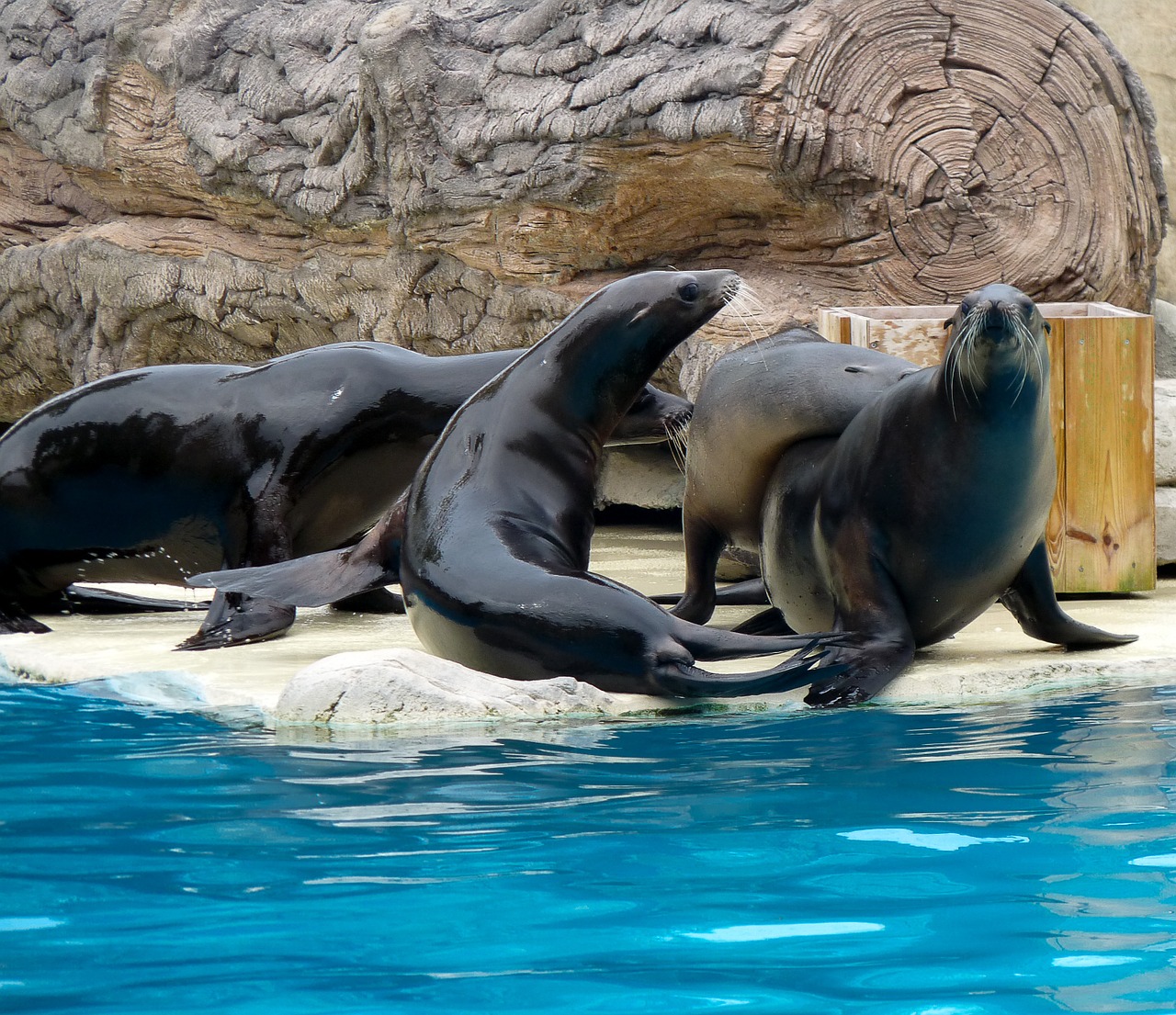 sea lions fins mammal free photo