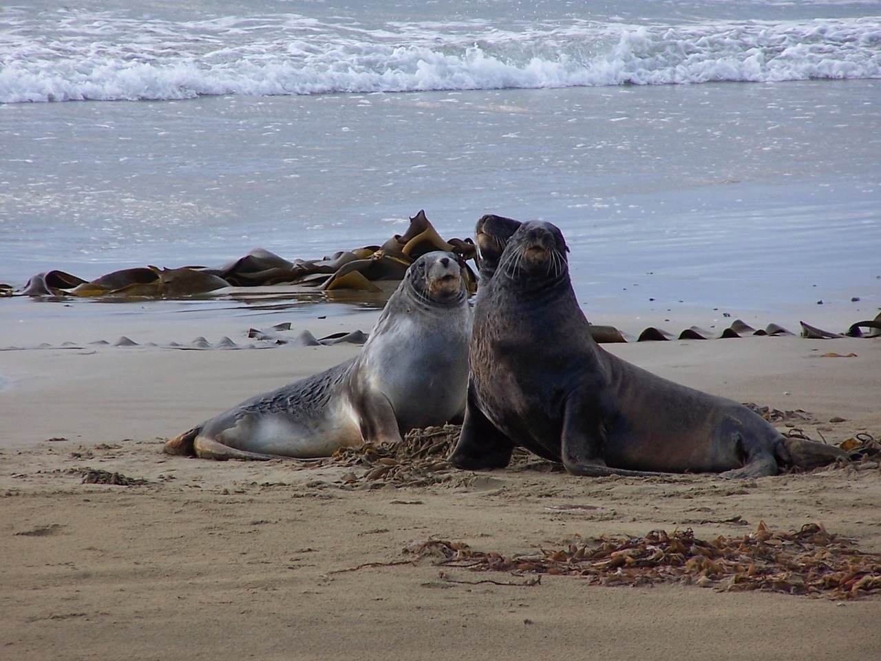 sea lions beach new zealand free photo
