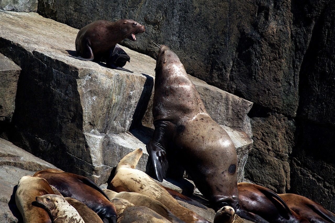 sea lions rocks coast free photo