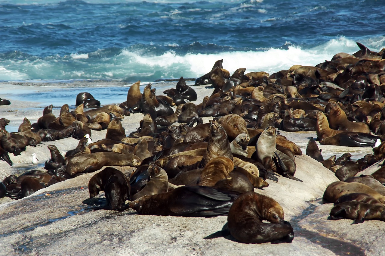 sea lions south africa shore free photo