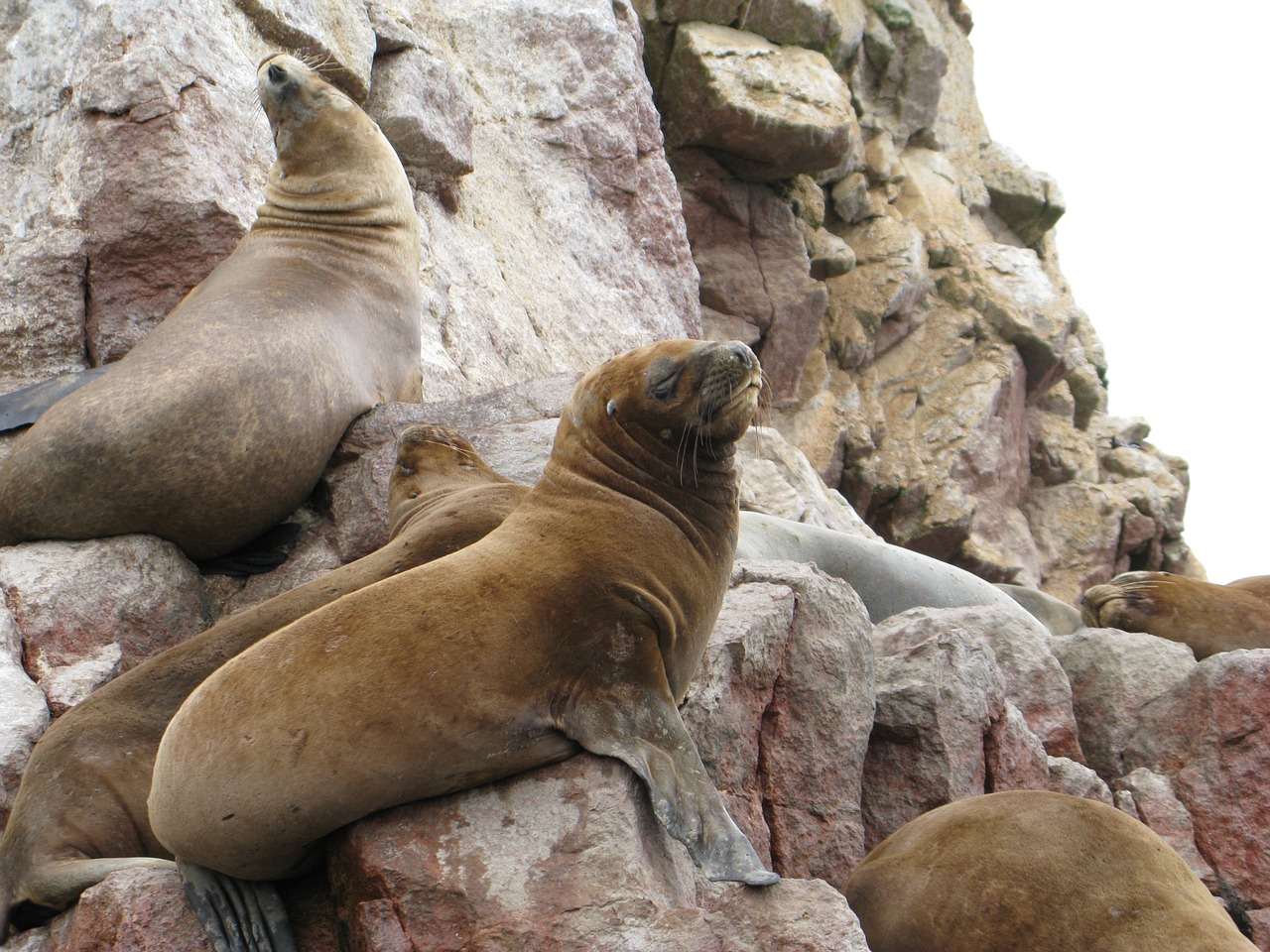 sea ​​lions pisco paracas free photo
