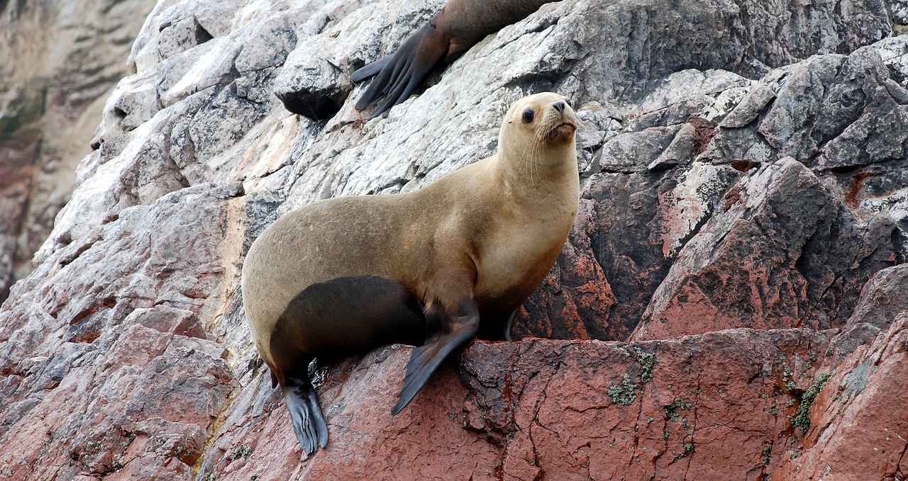 sea ​​lions ballestas islands paracas free photo