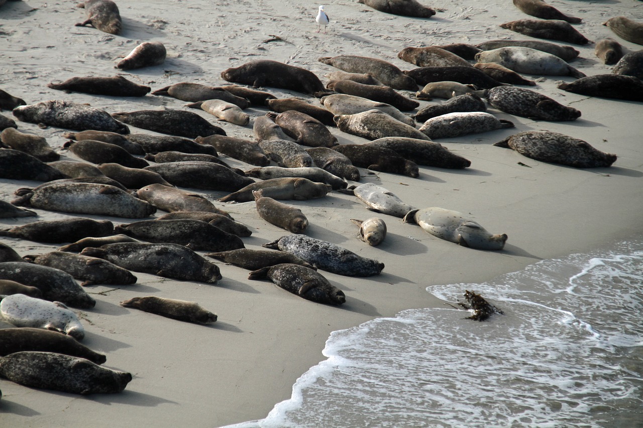 sea lions san diego la jolla free photo
