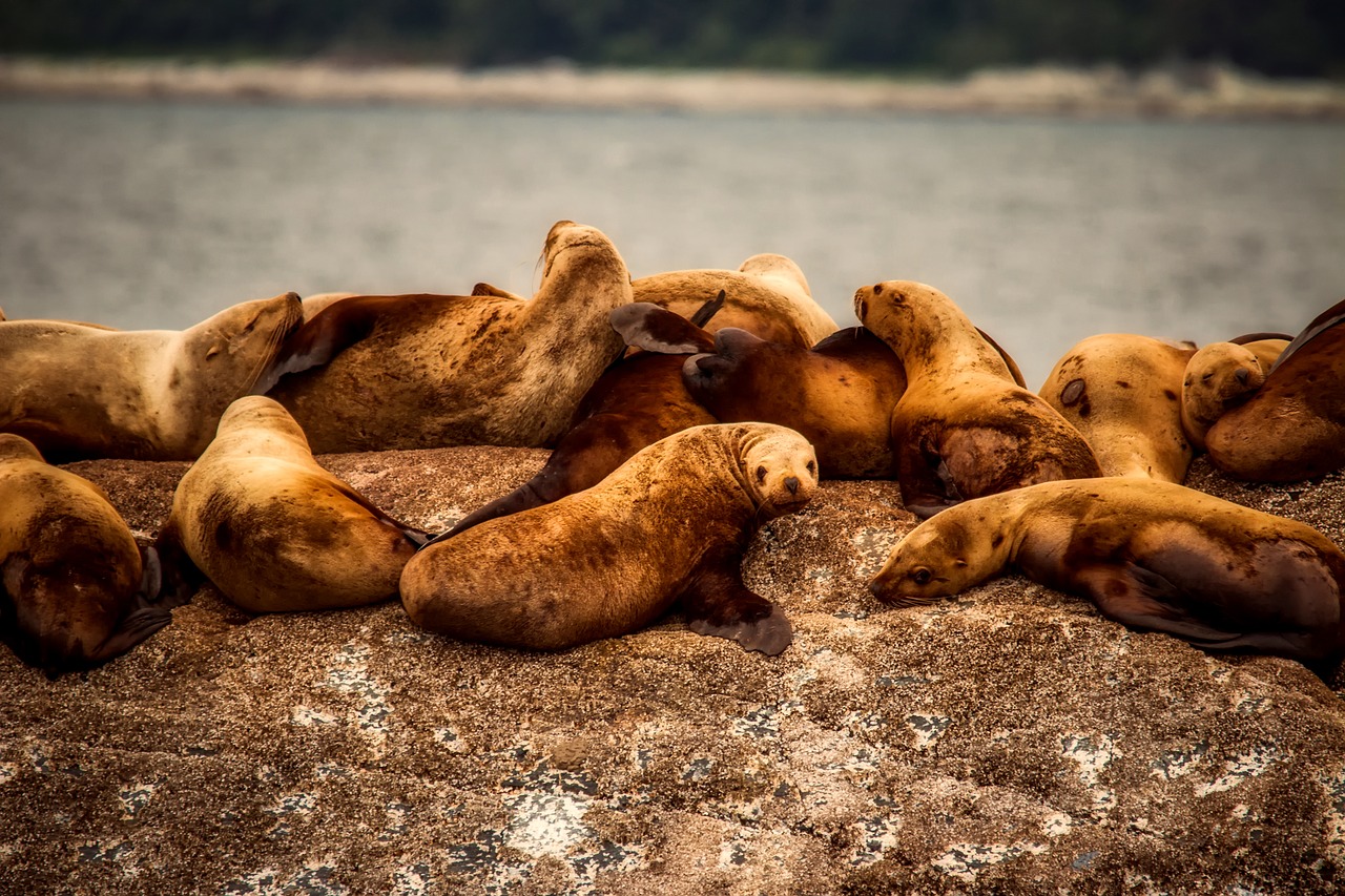 sea lions seals wildlife free photo