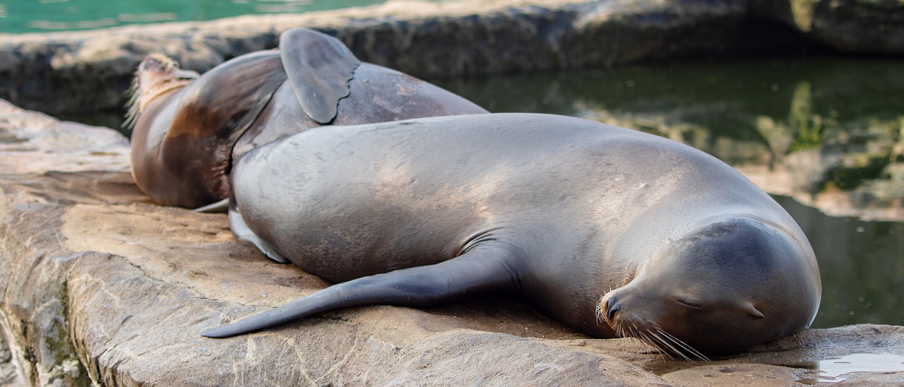 sea lions  eared seal  animal world free photo