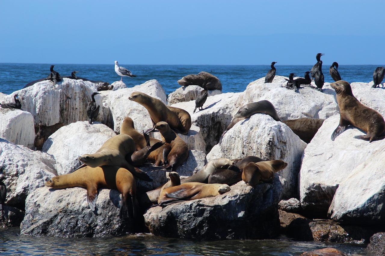 sea lions  crawl  seerobbe free photo