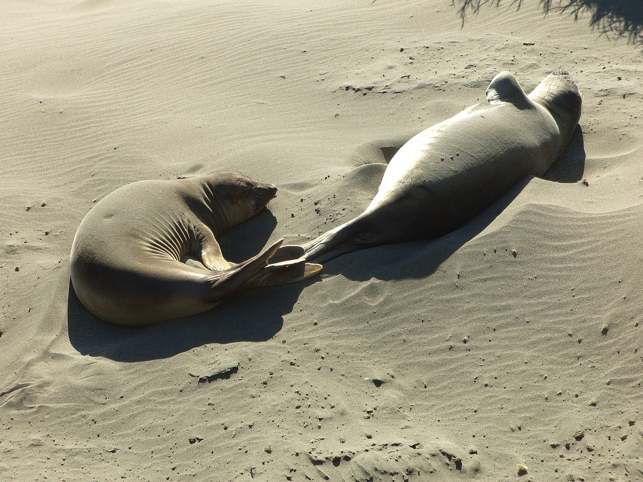 sea lions beach sand free photo