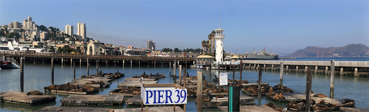 sea lions california harbor free photo