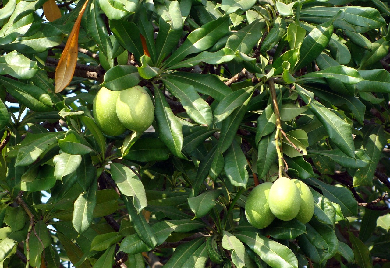 sea mango madagascar ordeal bean odollam tree free photo