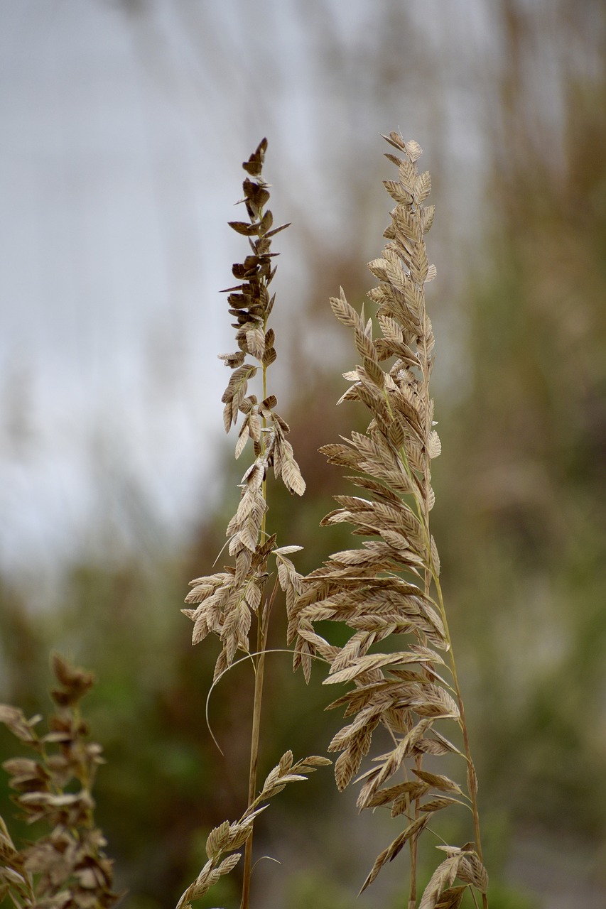 sea oat grass  weed  sand free photo