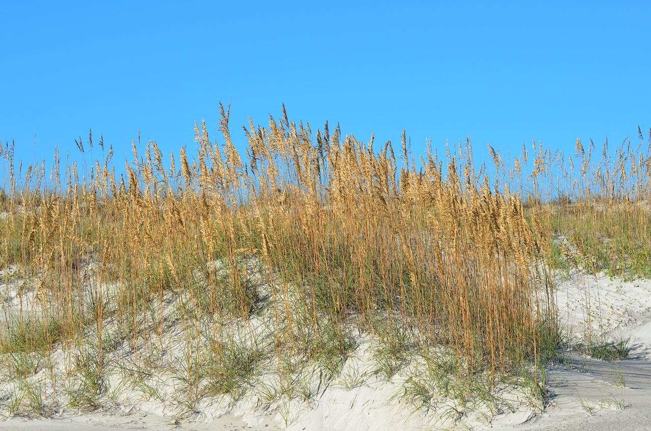 sea oats sand dunes free photo