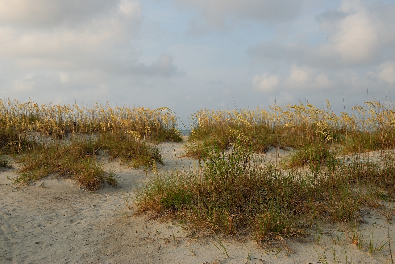 sea oats sand dune beach free photo