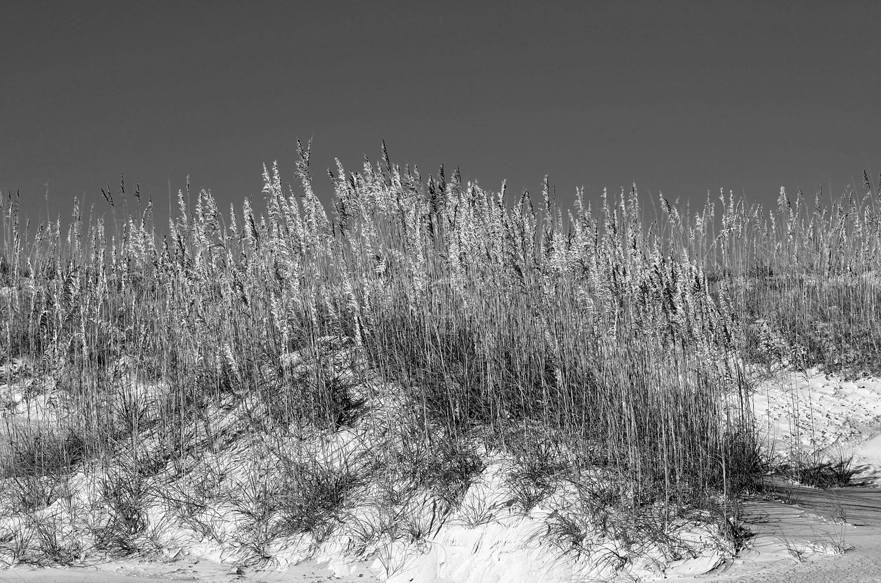 sea oats sand dune sand free photo