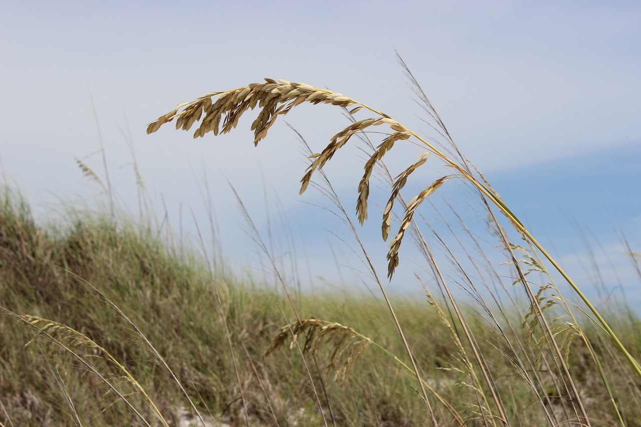sea oats beach grass free photo