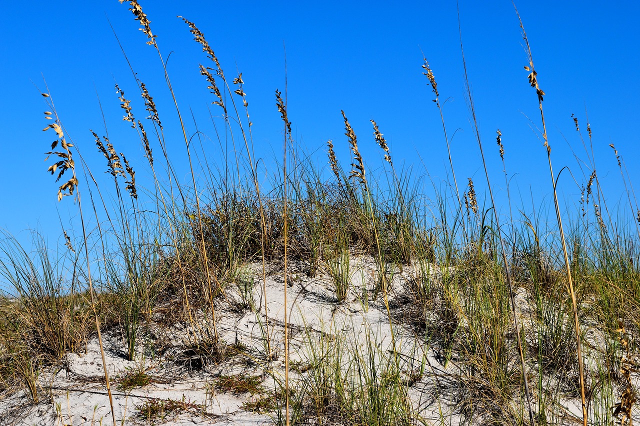 sea oats  sand dune  beach free photo