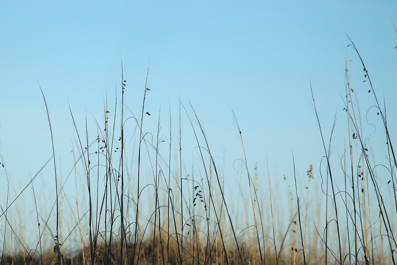 sea oats seaoats sea free photo