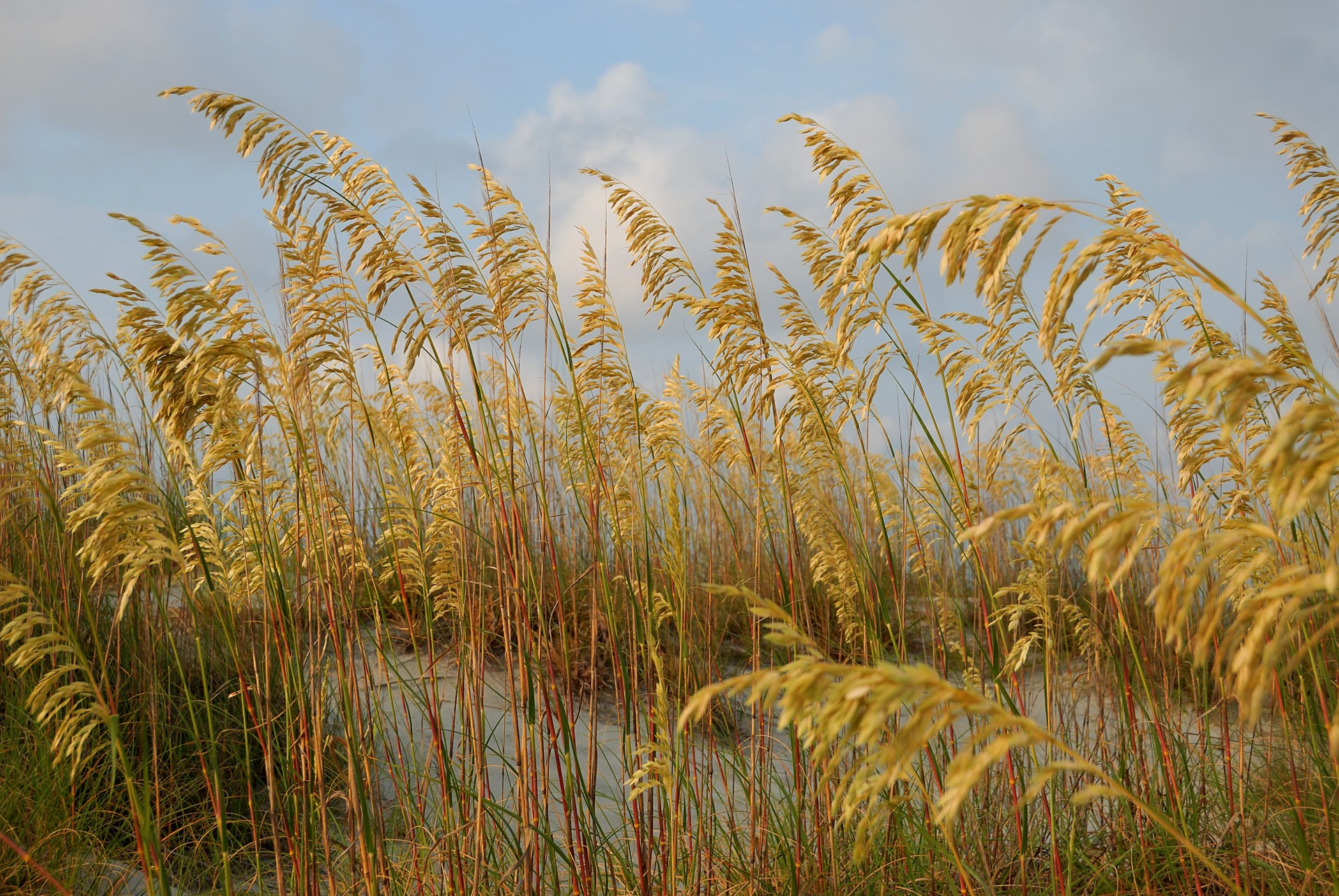 sea oats plants coastline free photo