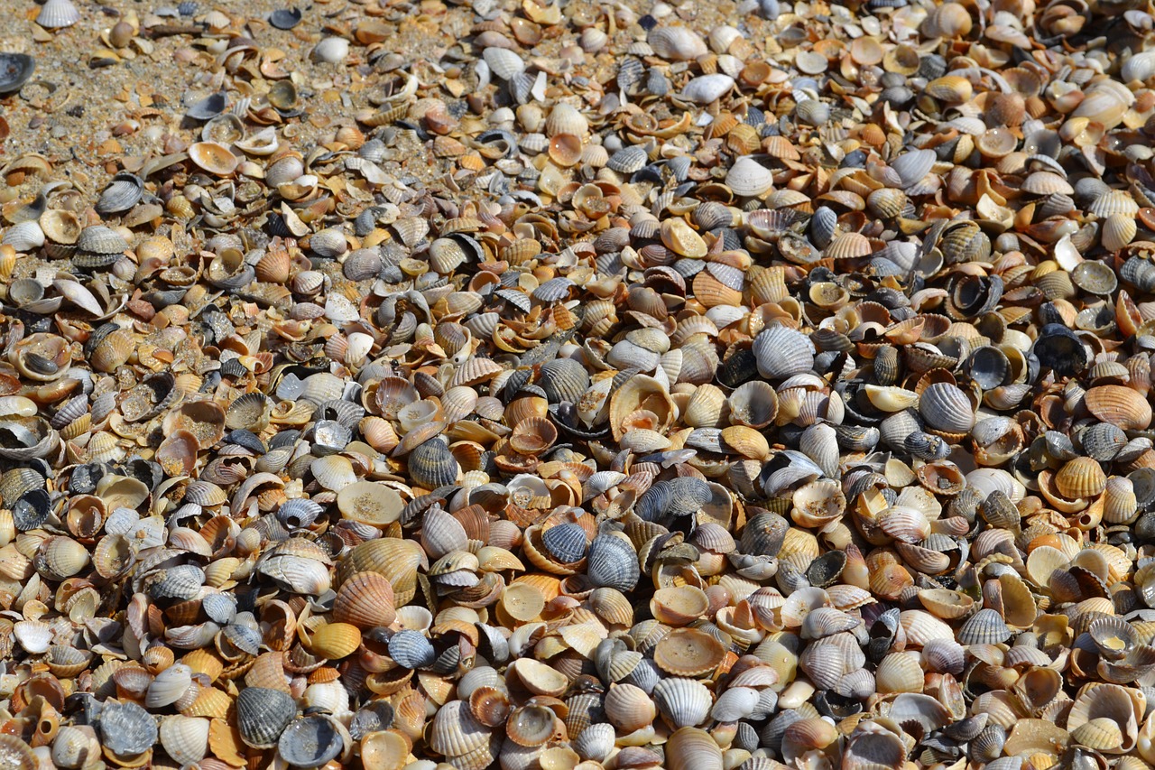 coquina sea of ​​azov beach free photo