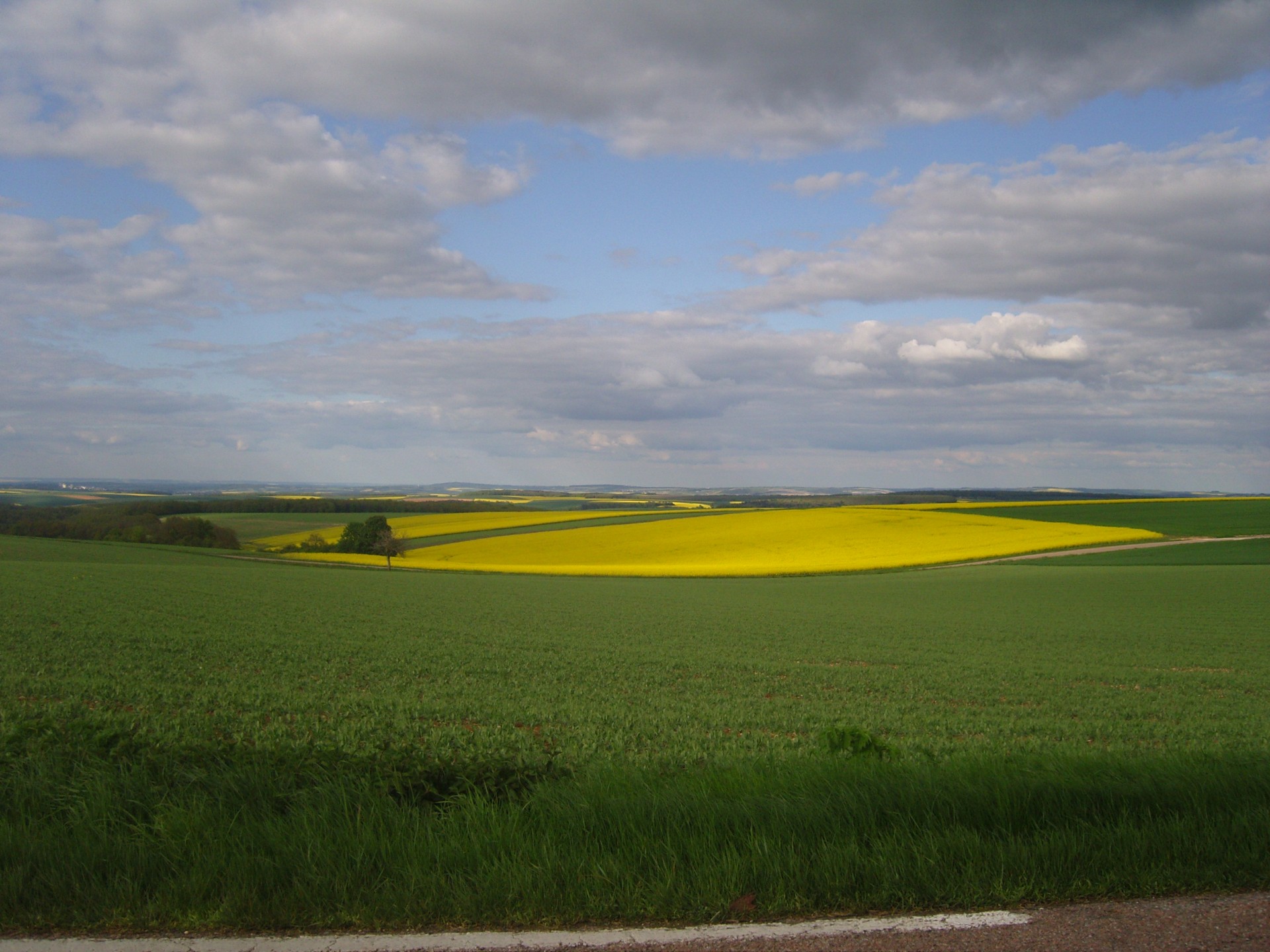 colza yellow against green green fields free photo