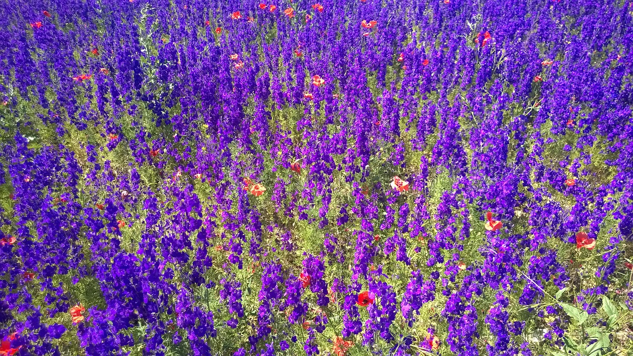 sea of flowers flower meadow violet free photo