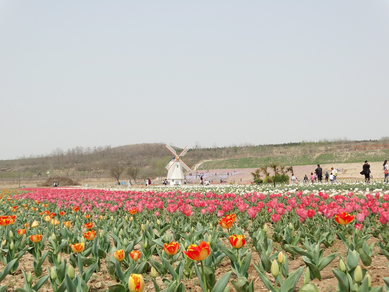 sea of flowers tulip windmill free photo