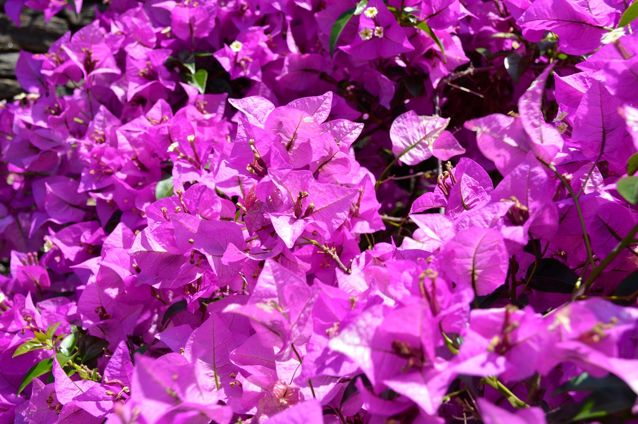 sea of flowers flowers botanical garden free photo