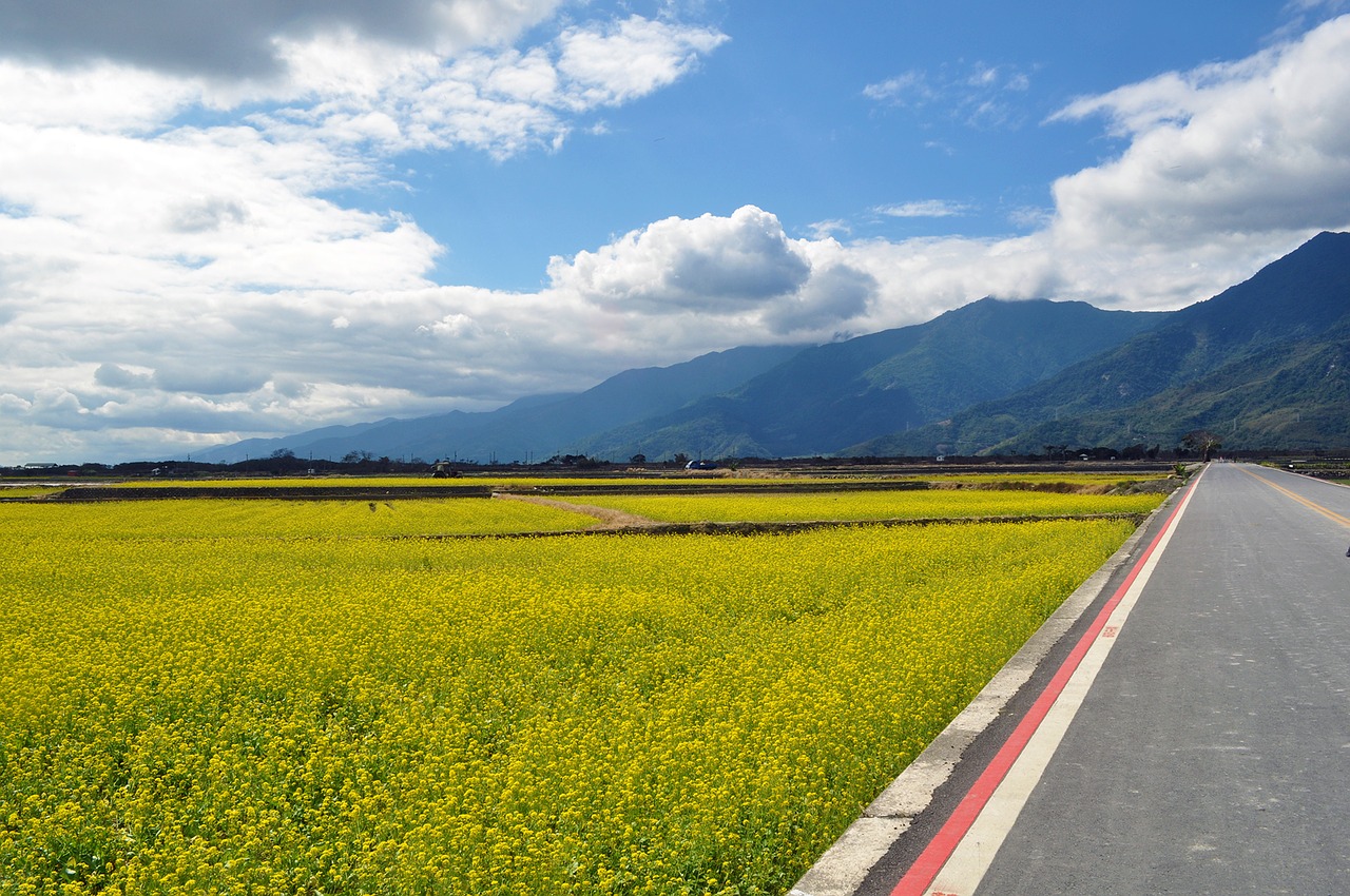 sea of flowers countryside the scenery free photo