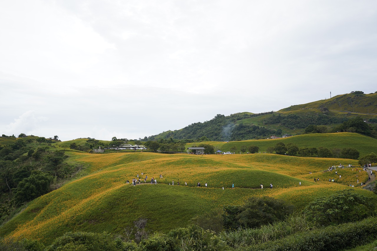 sea of flowers  landscape view  hualien free photo