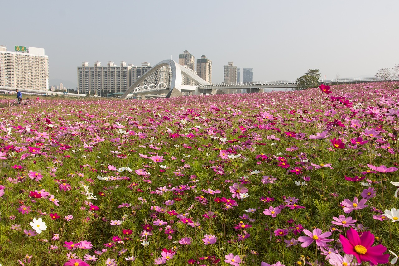 sea of flowers taiwan sunshine sports park free photo