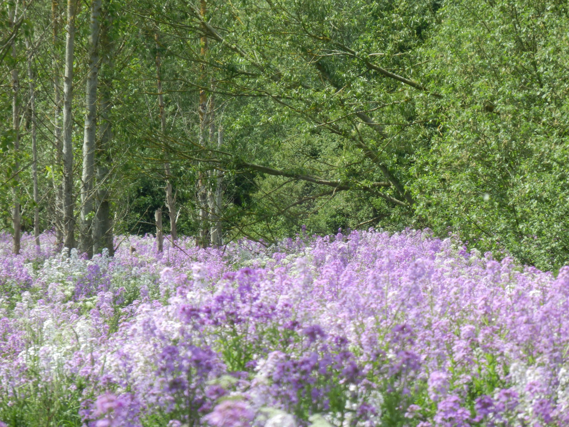 flower tree lavender free photo