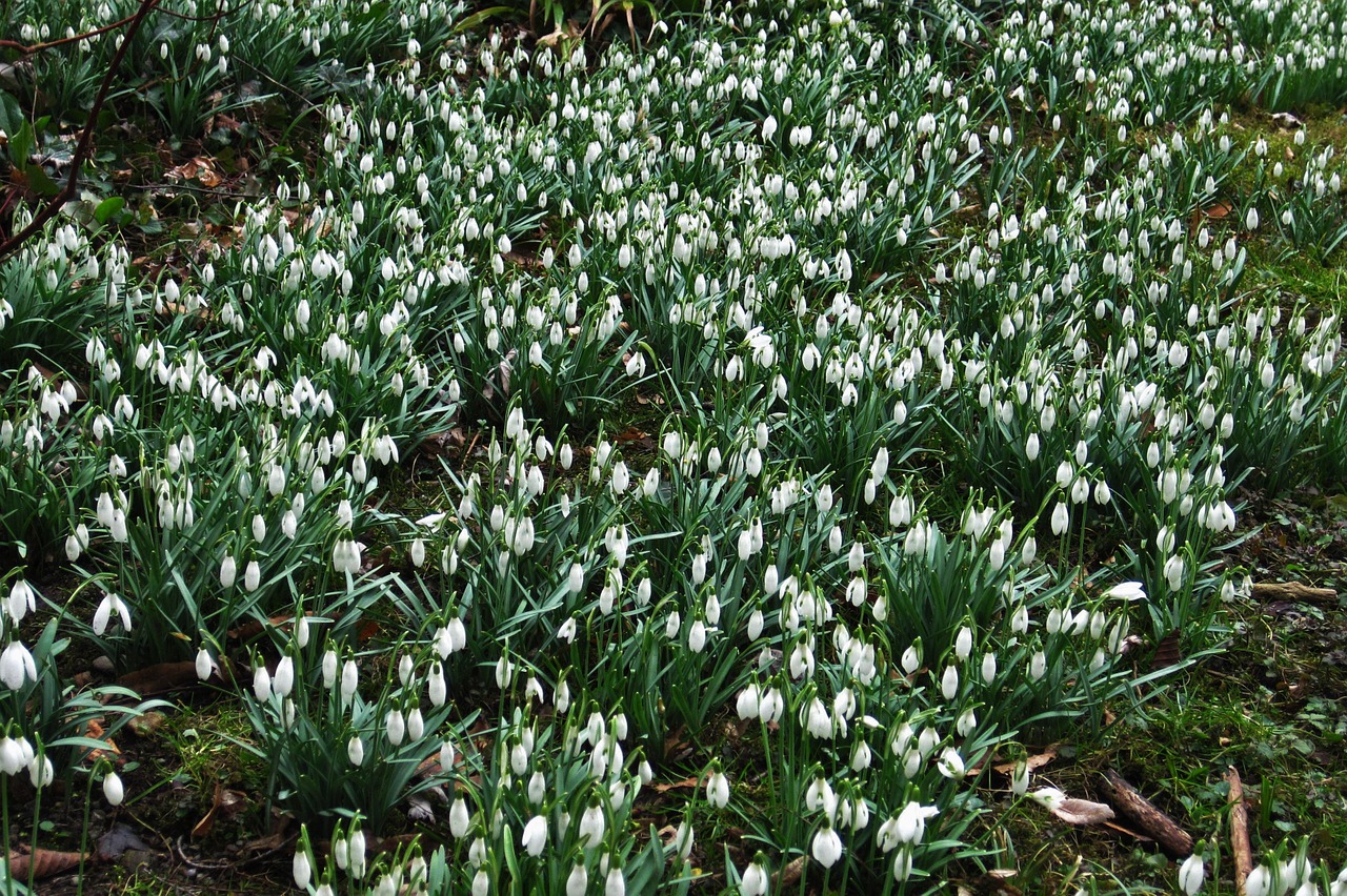sea of snowdrops garden spring free photo