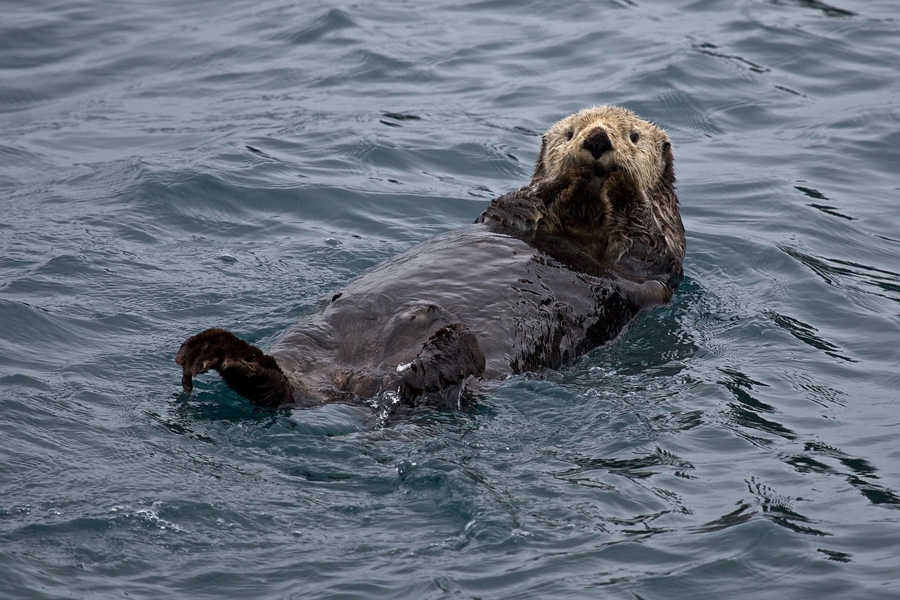 sea otter swimming floating free photo