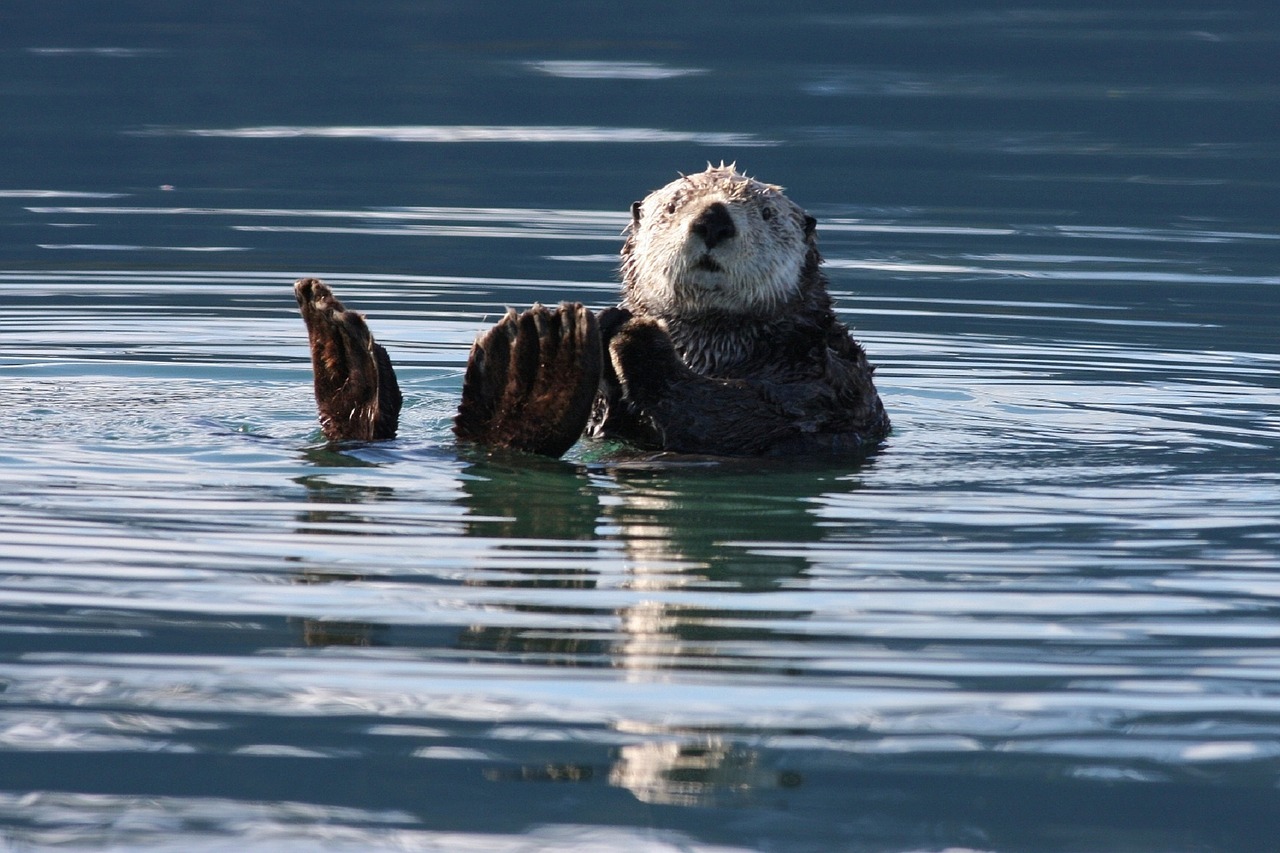 sea otter swimming floating free photo