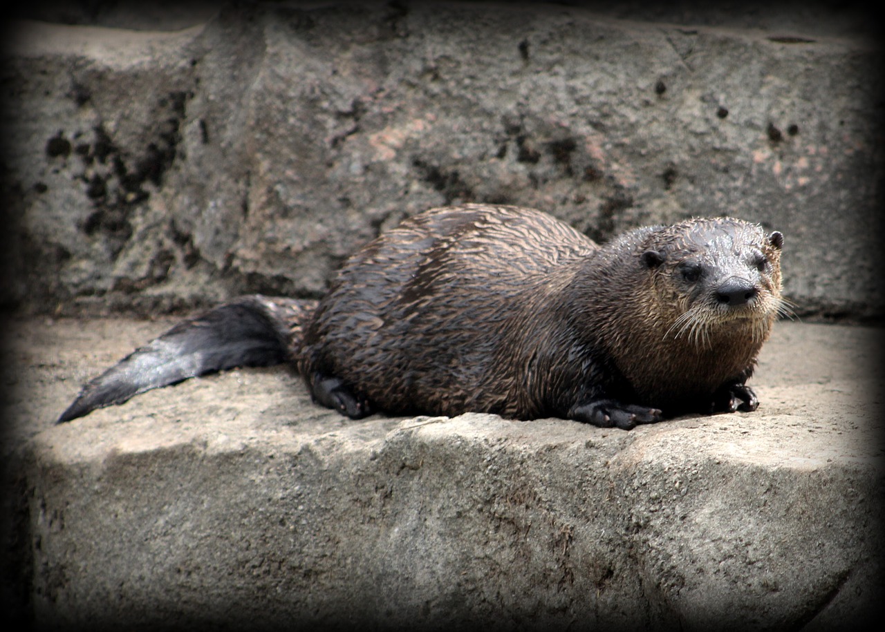 sea otter zoo otter free photo