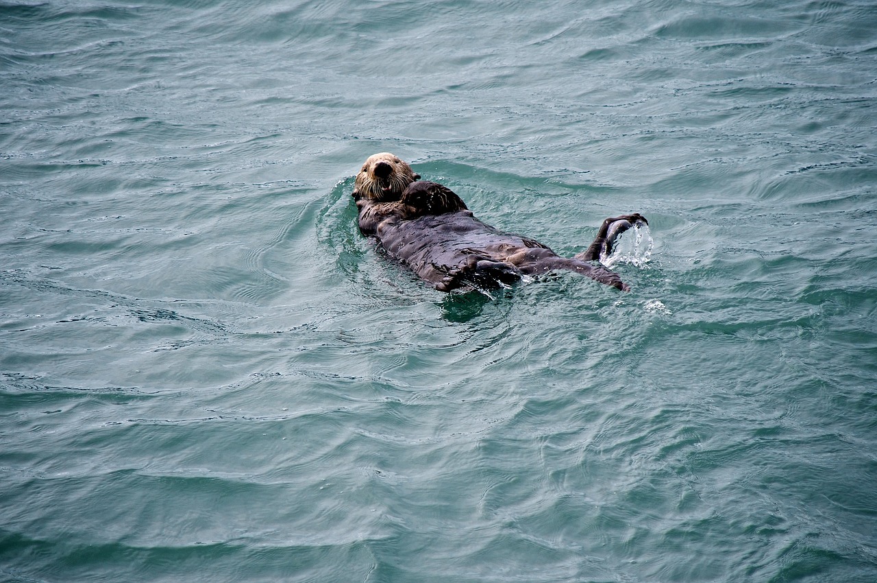 sea otter swimming floating free photo