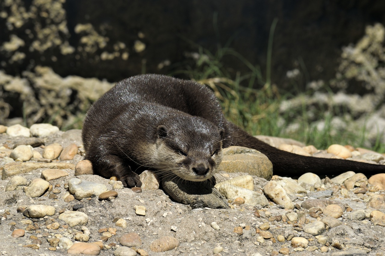 sea otter mammal wildlife free photo