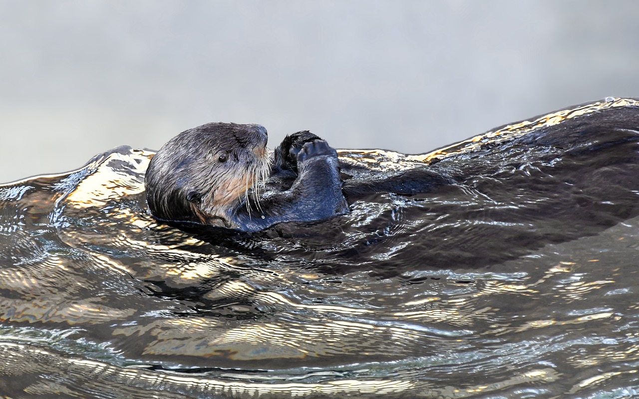 sea ​​otter  animal  aquatic free photo