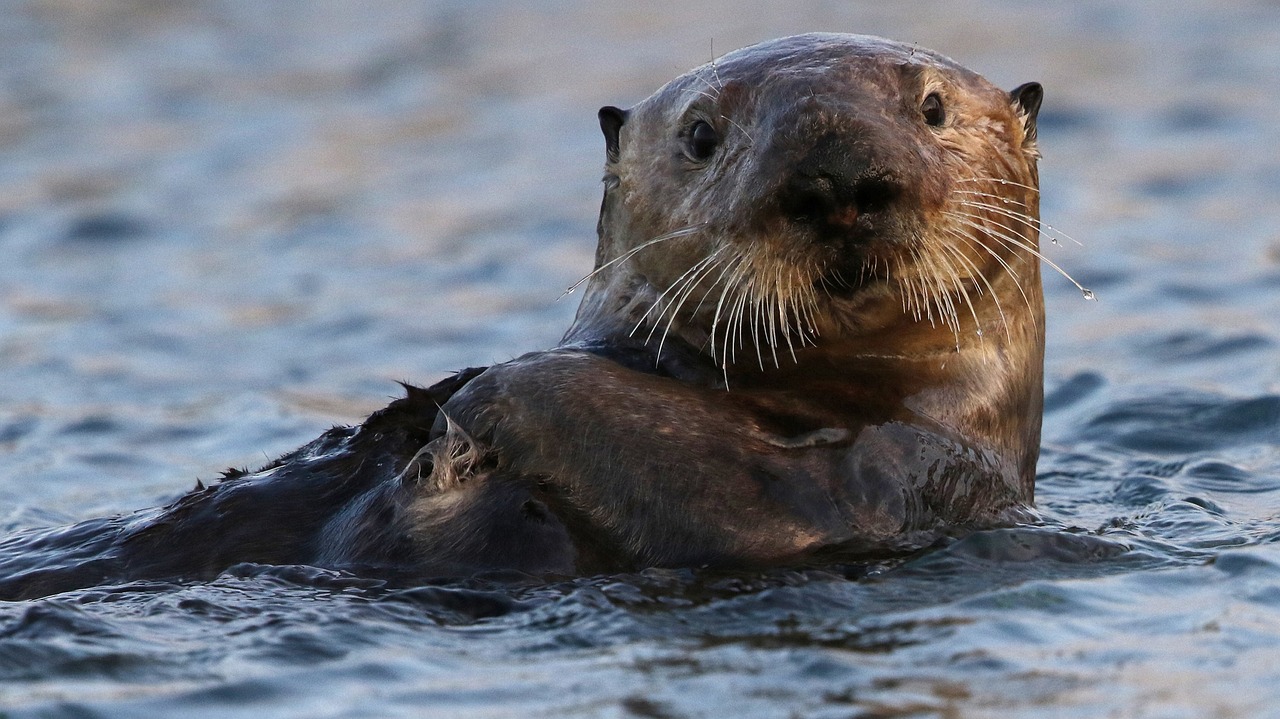 sea otter  swimming  floating free photo