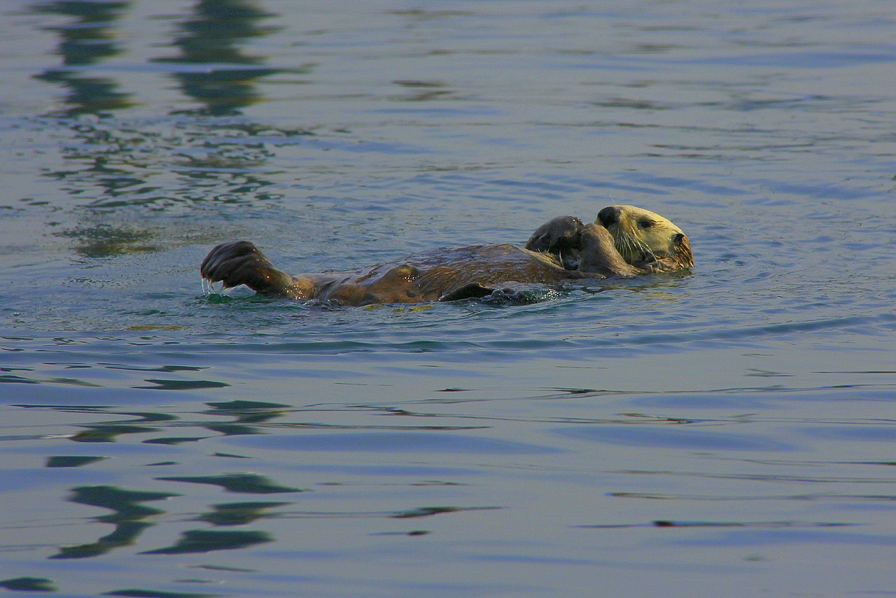 sea otter tranquil otter free photo