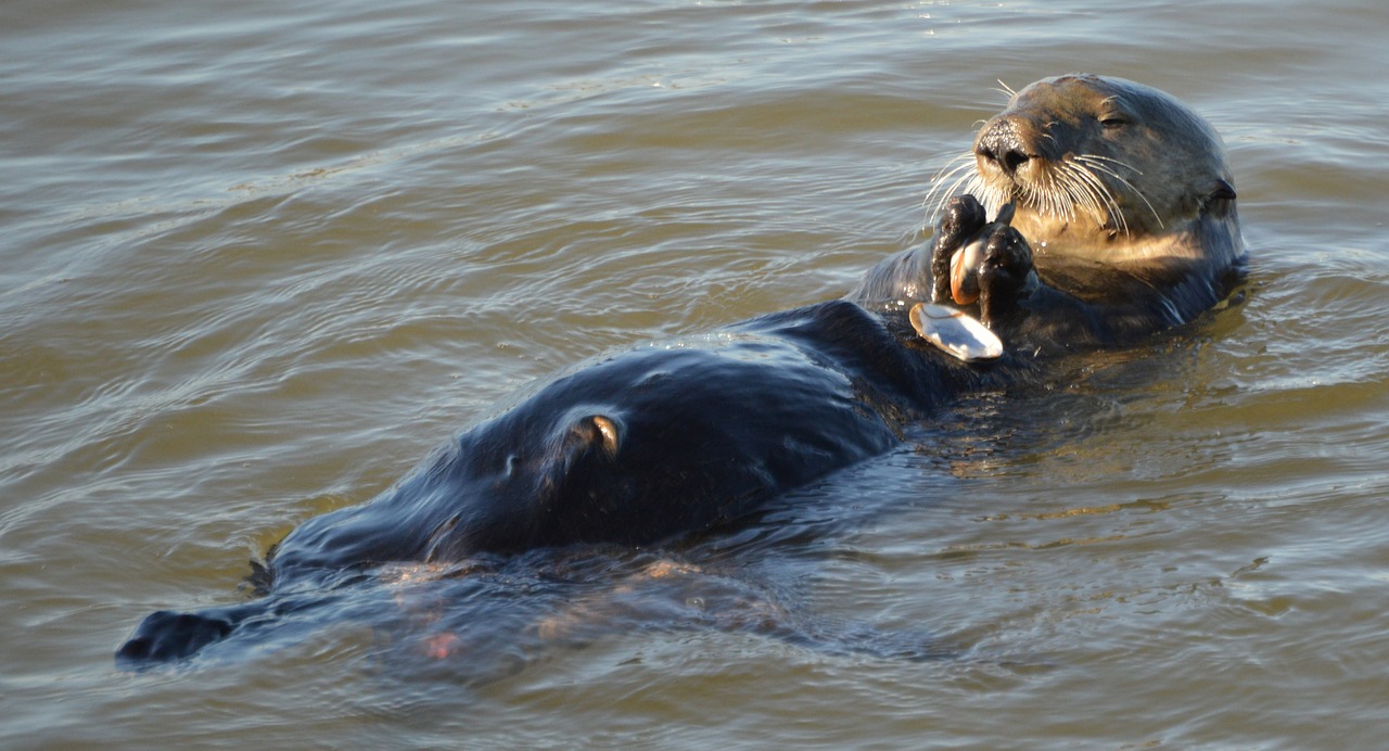 sea-otter water ocean free photo