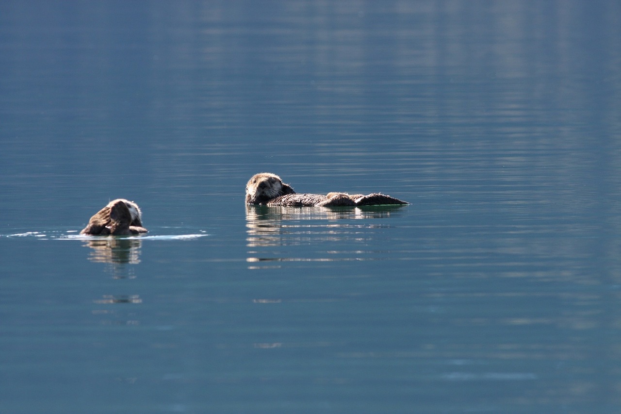 sea otters swimming floating free photo